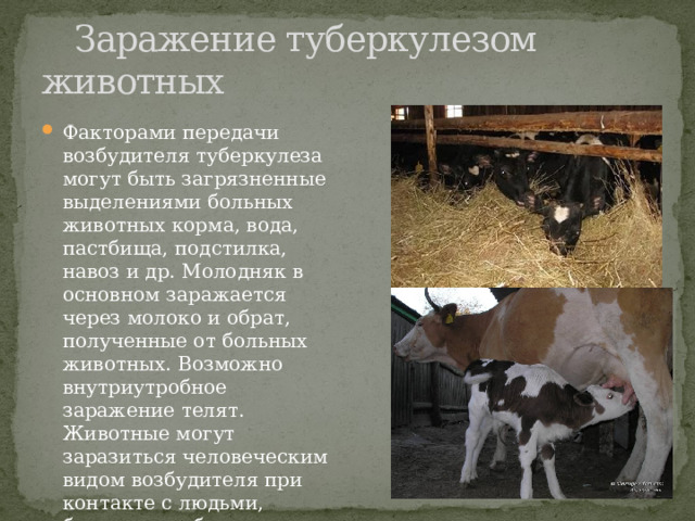  Заражение туберкулезом животных Факторами передачи возбудителя туберкулеза могут быть загрязненные выделениями больных животных корма, вода, пастбища, подстилка, навоз и др. Молодняк в основном заражается через молоко и обрат, полученные от больных животных. Возможно внутриутробное заражение телят. Животные могут заразиться человеческим видом возбудителя при контакте с людьми, больными туберкулезом. 