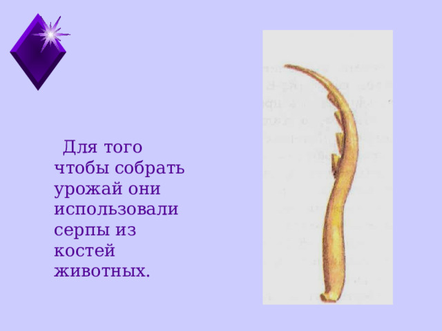  Для того чтобы собрать урожай они использовали серпы из костей животных. 