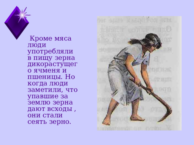  Кроме мяса люди употребляли в пищу зерна дикорастущего ячменя и пшеницы. Но когда люди заметили, что упавшие за землю зерна дают всходы , они стали сеять зерно. 