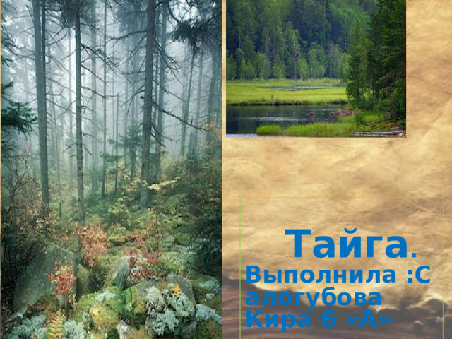   Тайга . Выполнила :Салогубова Кира 6 «А»  