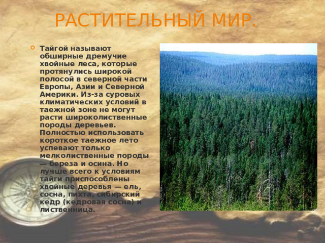   РАСТИТЕЛЬНЫЙ МИР. Тайгой называют обширные дремучие хвойные леса, которые протянулись широкой полосой в северной части Европы, Азии и Северной Америки. Из-за суровых климатических условий в таежной зоне не могут расти широколиственные породы деревьев. Полностью использовать короткое таежное лето успевают только мелколиственные породы — береза и осина. Но лучше всего к условиям тайги приспособлены хвойные деревья — ель, сосна, пихта, сибирский кедр (кедровая сосна) и лиственница. 