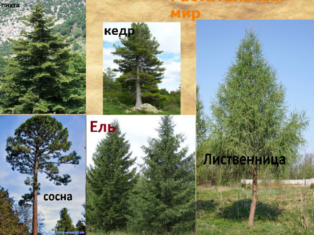 Растительный мир 