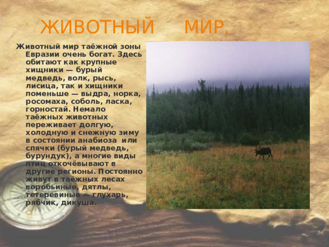        ЖИВОТНЫЙ МИР. Животный мир таёжной зоны Евразии очень богат. Здесь обитают как крупные хищники — бурый медведь, волк, рысь, лисица, так и хищники поменьше — выдра, норка, росомаха, соболь, ласка, горностай. Немало таёжных животных переживает долгую, холодную и снежную зиму в состоянии анабиоза или спячки (бурый медведь, бурундук), а многие виды птиц откочёвывают в другие регионы. Постоянно живут в таёжных лесах воробьиные, дятлы, тетеревиные — глухарь, рябчик, дикуша. 