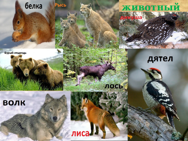 животный мир 