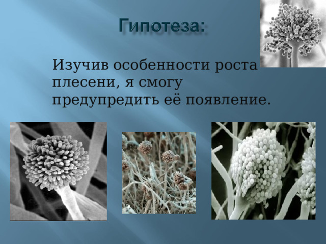 Изучив особенности роста плесени, я смогу предупредить её появление. 
