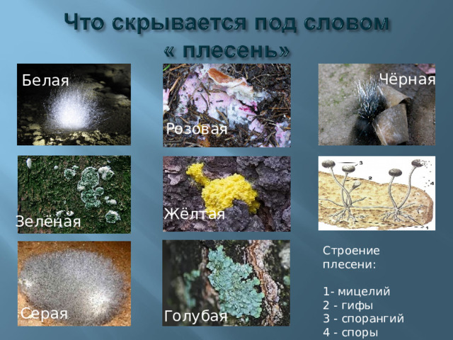 Чёрная  Белая  Розовая Жёлтая  Зелёная  Строение плесени: 1 - мицелий 2 - гифы 3 - спорангий 4 - споры Серая  Голубая  