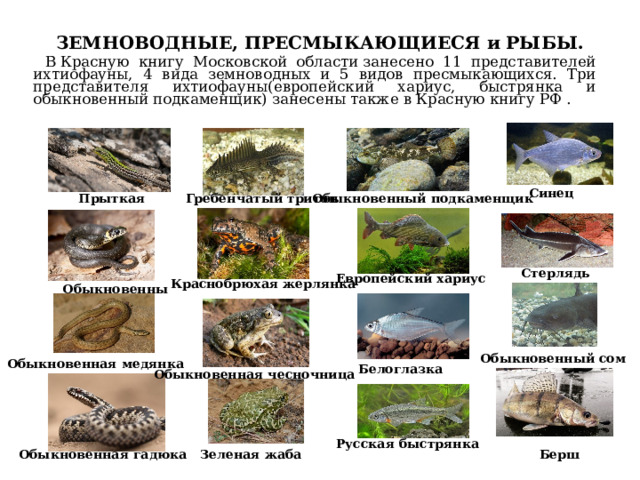 ЗЕМНОВОДНЫЕ, ПРЕСМЫКАЮЩИЕСЯ и РЫБЫ. В Красную книгу Московской области занесено 11 представителей ихтиофауны, 4 вида земноводных и 5 видов пресмыкающихся. Три представителя ихтиофауны(европейский хариус, быстрянка и обыкновенный подкаменщик) занесены также в Красную книгу РФ . Синец  Прыткая ящерица Гребенчатый тритон  Обыкновенный подкаменщик Стерлядь Европейский хариус Краснобрюхая жерлянка Обыкновенный уж Обыкновенный сом Обыкновенная медянка Белоглазка Обыкновенная чесночница Русская быстрянка Зеленая жаба  Обыкновенная гадюка Берш  