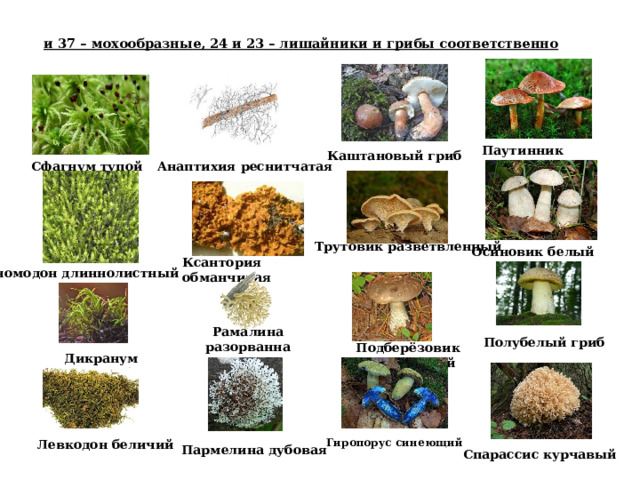 и 37 – мохообразные, 24 и 23 – лишайники и грибы соответственно Паутинник  Каштановый гриб Сфагнум тупой Анаптихия реснитчатая Трутовик разветвленный  Осиновик белый Ксантория обманчивая Аномодон длиннолистный Рамалина разорванная Полубелый гриб Подберёзовик розовеющий Дикранум зелёный Гиропорус синеющий Левкодон беличий  Пармелина дубовая Спарассис курчавый  