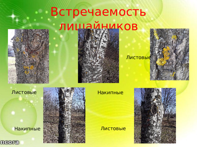 Встречаемость лишайников Листовые 