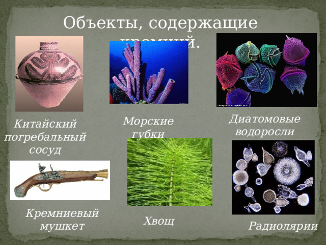 Объекты, содержащие кремний. Диатомовые водоросли Морские губки Китайский погребальный сосуд Кремниевый мушкет Хвощ Радиолярии 