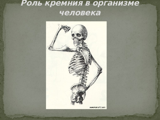 Роль кремния в организме человека 