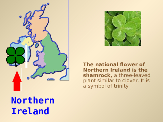 The national flower of Northern Ireland is the shamrock, a three-leaved plant similar to clover. It is a symbol of trinity Northern Ireland 