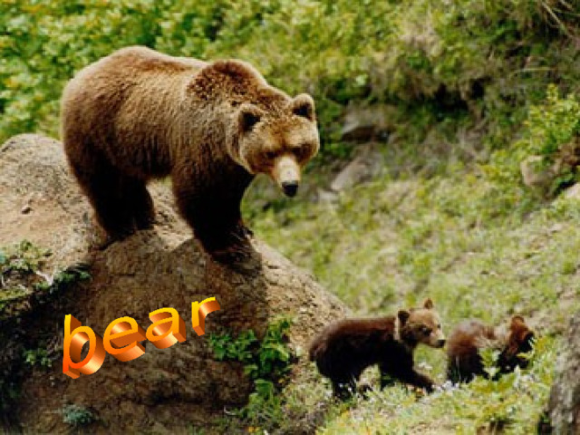 It is a wild animal. It is brown. It is very big. It lives in Russia. They live in the forests. They eat berries and honey. They also eat fish.  