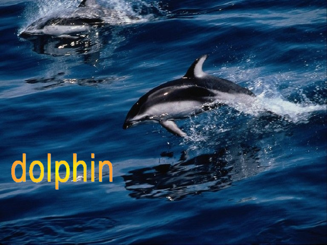 It is a wild animal. It lives in water. It can swim very well. It is grey, white and black. They are very clever and kind. They like to play. And they can save people. 