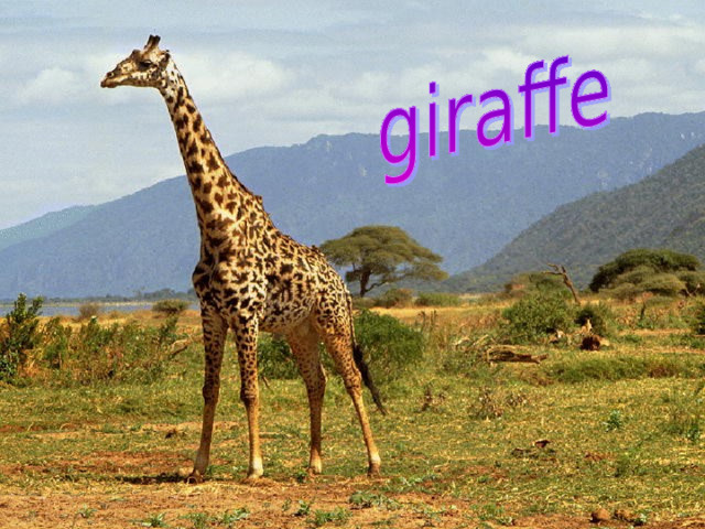 It is a wild animal. It lives in Africa. It is orange and white with black spots. It has got a long neck. It can run fast.  