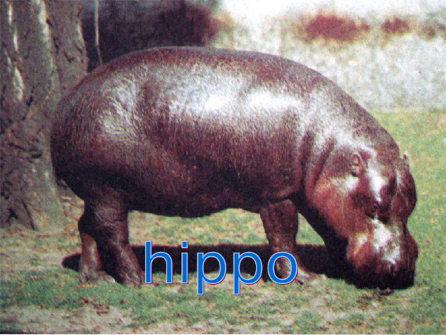 It is a wild animal. It is grey. It lives in Africa. It can swim It is very big. It has got short legs.  ..\Без имени-1.jpg 