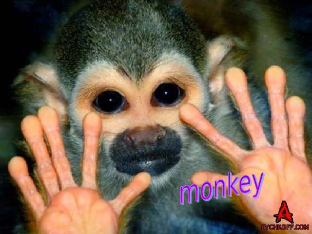 It is a wild animal. It is black or brown. It is small. It lives in Africa. It lives in a family. It talks with its hands and face. 