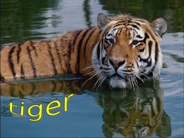 It is a wild animal.It is brown with black stripes. It lives in Russia. It hunts small animals. It jumps and runs very well.  
