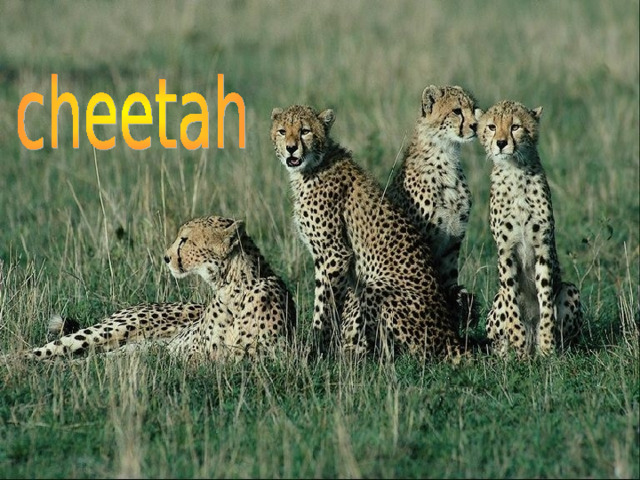 It is a wild animal. It is very clever. It has got a spots. It lives in Africa. It hunts small animals. They hide it in the jungle. 