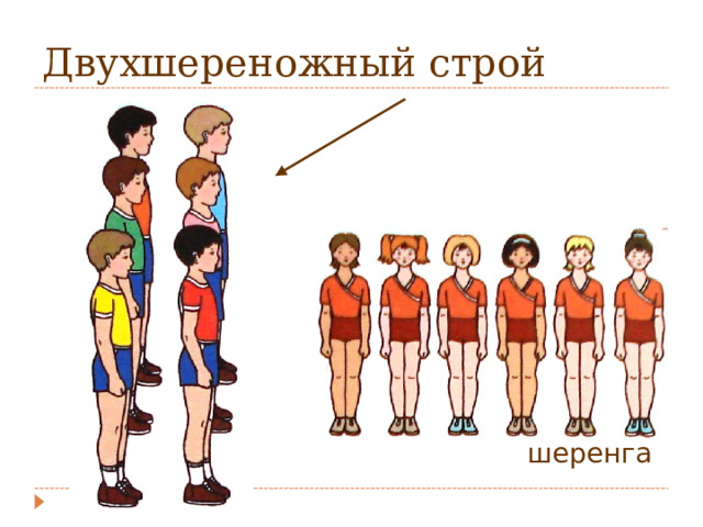 Двухшереножный строй  шеренга 