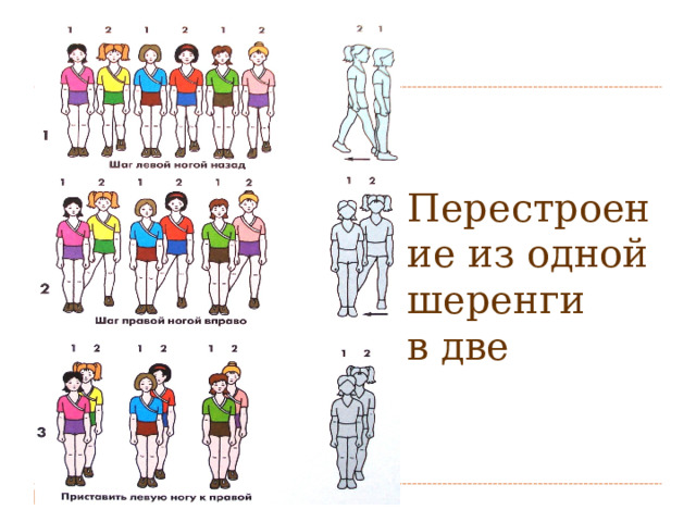  Перестроение из одной шеренги  в две 