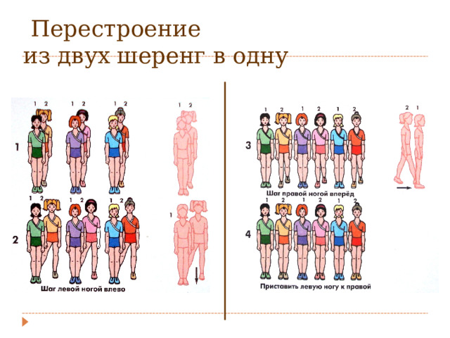  Перестроение  из двух шеренг в одну 