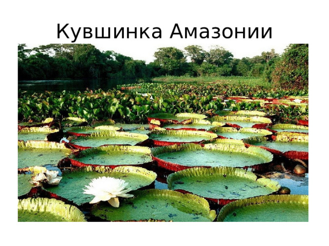 Кувшинка Амазонии 