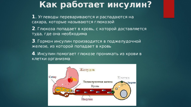 Как работает инсулин? 1 . Углеводы перевариваются и распадаются на сахара, которые называются глюкозой 2 . Глюкоза попадает в кровь, с которой доставляется туда, где она необходима 3 .  Гормон инсулин производится в поджелудочной железе, из которой попадает в кровь 4 .  Инсулин помогает глюкозе проникать из крови в клетки организма 