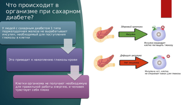 Что происходит в организме при сахарном диабете? У людей с сахарным диабетом 1 типа поджелудочная железа не вырабатывает инсулин, необходимый для поступления глюкозы в клетки Это приводит к накоплению глюкозы крови Клетки организма не получают необходимую для правильной работы энергию, и человек чувствует себя плохо 