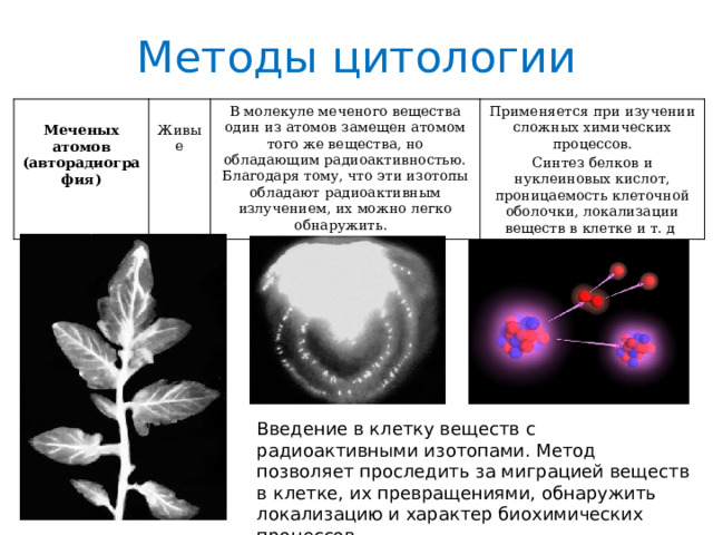 Методы цитологии  Меченых атомов (авторадиография) Живые В молекуле меченого вещества один из атомов замещен атомом того же вещества, но обладающим радиоактивностью. Благодаря тому, что эти изотопы обладают радиоактивным излучением, их можно легко обнаружить. Применяется при изучении сложных химических процессов. Синтез белков и нуклеиновых кислот, проницаемость клеточной оболочки, локализации веществ в клетке и т. д Введение в клетку веществ с радиоактивными изотопами. Метод позволяет проследить за миграцией веществ в клетке, их превращениями, обнаружить локализацию и характер биохимических процессов. 