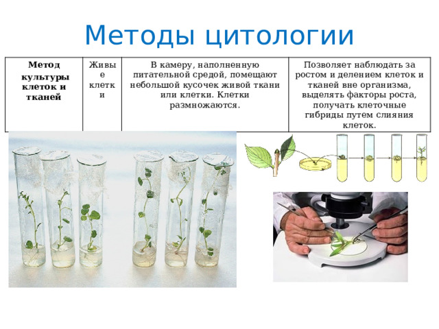 Методы цитологии Метод  культуры клеток и тканей Живые клетки В камеру, наполненную питательной средой, помещают небольшой кусочек живой ткани или клетки. Клетки размножаются. Позволяет наблюдать за ростом и делением клеток и тканей вне организма, выделять факторы роста, получать клеточные гибриды путем слияния клеток. 