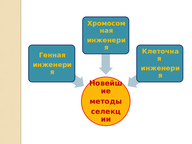 Хромосомная инженерия Генная Клеточная инженерия инженерия Новейшие методы селекции 