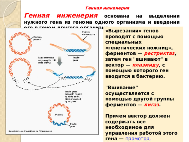 Генная инженерия   Генная инженерия  основана на выделении нужного гена из генома одного организма и введении его в геном другого организма. «Вырезании» генов проводят с помощью специальных «генетических ножниц», ферментов — рестриктаз , затем ген 
