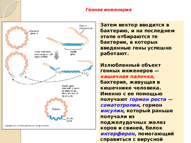 Генная инженерия   Затем вектор вводится в бактерию, и на последнем этапе отбираются те бактерии, в которых введенные гены успешно работают.  Излюбленный объект генных инженеров — кишечная палочка , бактерия, живущая в кишечнике человека. Именно с ее помощью получают гормон роста — соматотропин , гормон инсулин , который раньше получали из поджелудочных желез коров и свиней, белок интерферон , помогающий справиться с вирусной инфекцией.   