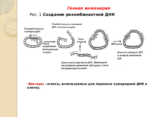 Генная инженерия   Рис. 1 Создание рекомбинантной ДНК  Векторы  – агенты, используемые для переноса чужеродной ДНК в клетку. 