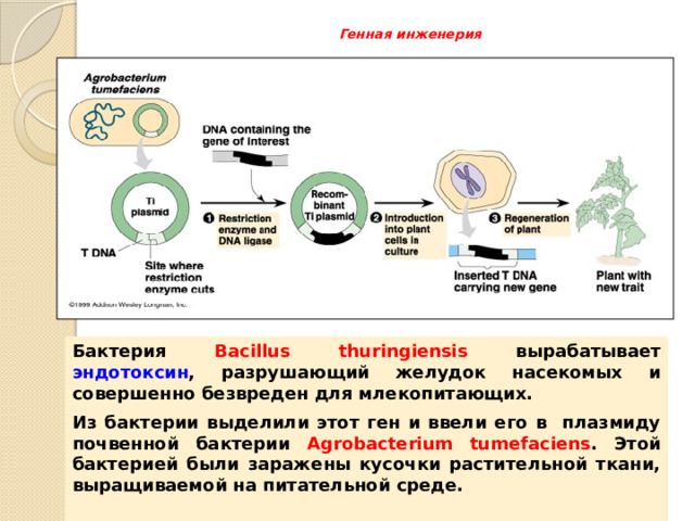 Генная инженерия   Бактерия Bacillus thuringiensis вырабатывает эндотоксин , разрушающий желудок насекомых и совершенно безвреден для млекопитающих. Из бактерии выделили этот ген и ввели его в плазмиду почвенной бактерии Agrobacterium tumefaciens . Этой бактерией были заражены кусочки растительной ткани, выращиваемой на питательной среде. 