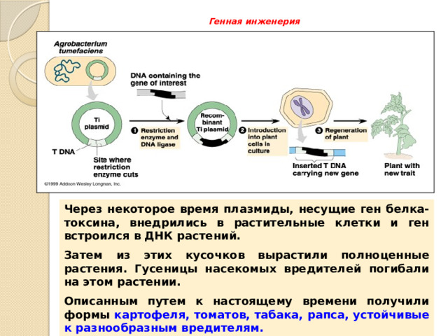 Генная инженерия   Через некоторое время плазмиды, несущие ген белка-токсина, внедрились в растительные клетки и ген встроился в ДНК растений. Затем из этих кусочков вырастили полноценные растения. Гусеницы насекомых вредителей погибали на этом растении. Описанным путем к настоящему времени получили формы картофеля, томатов, табака, рапса, устойчивые к разнообразным вредителям.  
