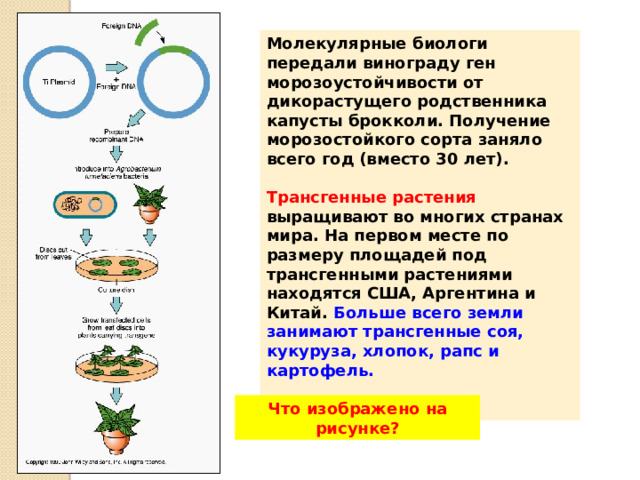 Молекулярные биологи передали винограду ген морозоустойчивости от дикорастущего родственника капусты брокколи. Получение морозостойкого сорта заняло всего год (вместо 30 лет).  Трансгенные растения выращивают во многих странах мира. На первом месте по размеру площадей под трансгенными растениями находятся США, Аргентина и Китай. Больше всего земли занимают трансгенные соя, кукуруза, хлопок, рапс и картофель.   Что изображено на рисунке? 