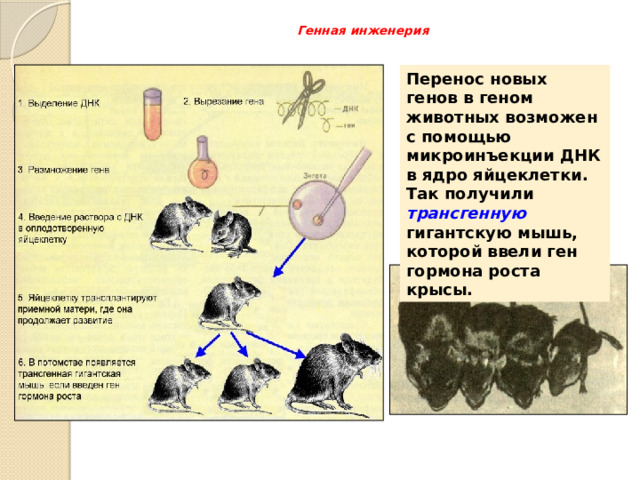 Генная инженерия   Перенос новых генов в геном животных возможен с помощью микроинъекции ДНК в ядро яйцеклетки. Так получили трансгенную гигантскую мышь, которой ввели ген гормона роста крысы. 