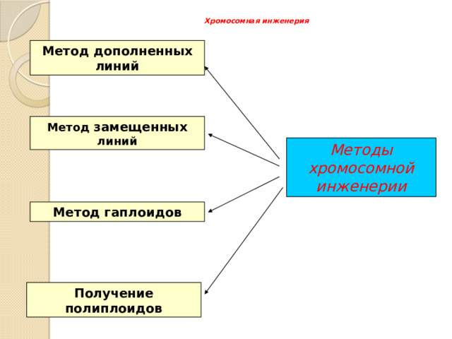 Хромосомная инженерия   Метод дополненных линий Метод замещенных линий Методы хромосомной инженерии Метод гаплоидов Получение полиплоидов 