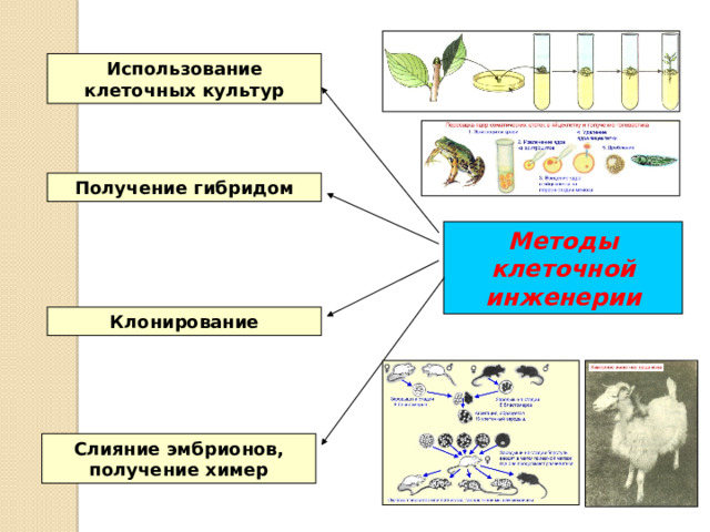 Использование клеточных культур Получение гибридом Методы клеточной инженерии Клонирование Слияние эмбрионов, получение химер 