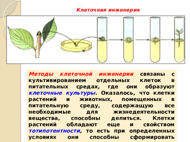 Клеточная инженерия   Методы клеточной инженерии связаны с культивированием отдельных клеток в питательных средах, где они образуют клеточные культуры . Оказалось, что клетки растений и животных, помещенных в питательную среду, содержащую все необходимые для жизнедеятельности вещества, способны делиться. Клетки растений обладают еще и свойством тотипотентности , то есть при определенных условиях они способны сформировать полноценное растение. 
