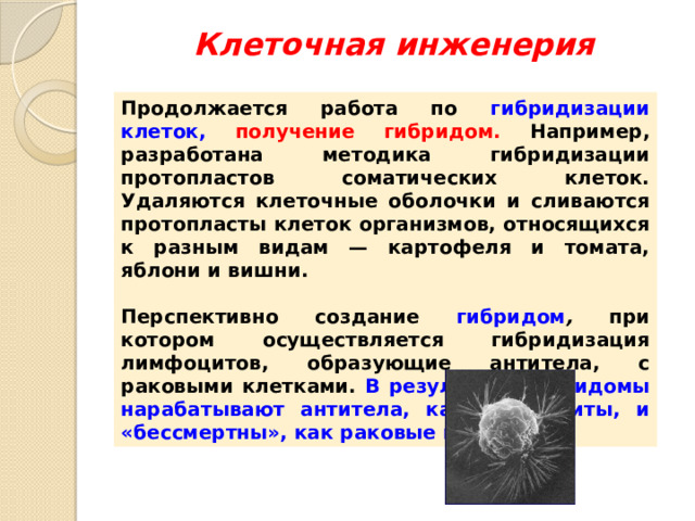 Клеточная инженерия Продолжается работа по гибридизации клеток, получение гибридом. Например, разработана методика гибридизации протопластов соматических клеток. Удаляются клеточные оболочки и сливаются протопласты клеток организмов, относящихся к разным видам — картофеля и томата, яблони и вишни.  Перспективно создание гибридом , при котором осуществляется гибридизация лимфоцитов, образующие антитела, с раковыми клетками. В результате гибридомы нарабатывают антитела, как лимфоциты, и «бессмертны», как раковые клетки. 