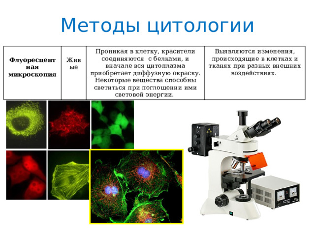 Методы цитологии  Флуоресцентная микроскопия Живые Проникая в клетку, красители соединяются с белками, и вначале вся цитоплазма приобретает диффузную окраску. Некоторые вещества способны светиться при поглощении ими световой энергии. Выявляются изменения, происходящие в клетках и тканях при разных внешних воздействиях. 