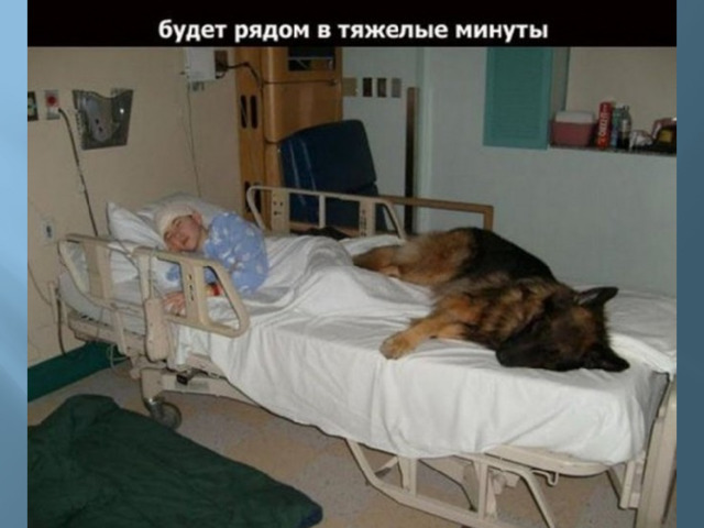 Внимательность к состоянию человека и умение ему соответствовать Многие владельцы домашних животных замечают, что их питомцы чувствуют их настроение и ведут себя в соответствии с ним. Если человек расстроен, или у него что-то болит, животное чувствует это и старается, в меру своих возможностей, поддержать любимого хозяина. Это чувство эмпатии и такта будет не лишним перенять многим людям.   Источник:  http://wtalks.com/10-vazhnyh-veshchey-kotorym-mogut-nauchit-vas-vashi-domashnie-zhivotnye#ixzz42QDsfIsV  