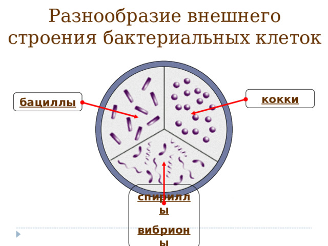 Разнообразие внешнего строения бактериальных клеток кокки бациллы Клетки разных бактерий имеют различную форму. Каждая из форм бактериальных клеток имеет свое название.  Посмотри, вот мелкие бактерии-шарики. Такие шарообразные бактерии называются 