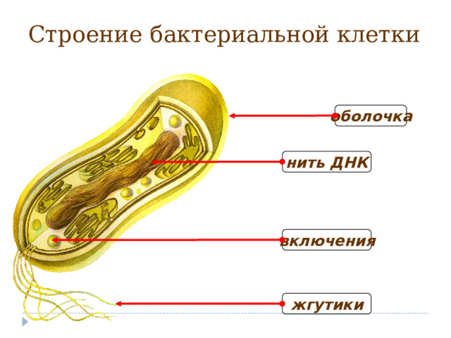 Строение бактериальной клетки оболочка нить ДНК включения жгутики 18 18 