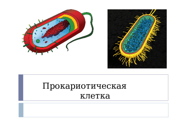 Прокариотическая клетка 
