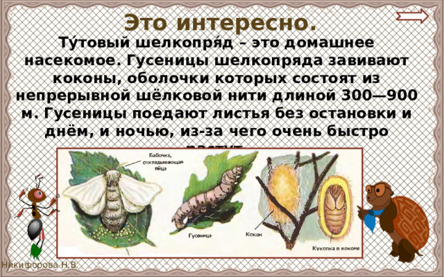 Это интересно. Ту́товый шелкопря́д – это домашнее насекомое. Гусеницы шелкопряда завивают коконы, оболочки которых состоят из непрерывной шёлковой нити длиной 300—900 м. Гусеницы поедают листья без остановки и днём, и ночью, из-за чего очень быстро растут. 