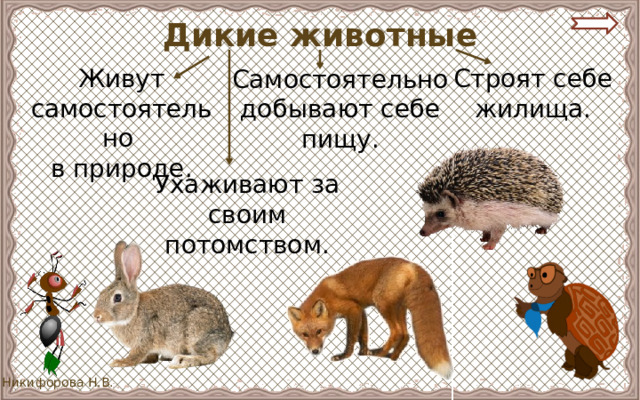 Дикие животные Живут самостоятельно Строят себе жилища. в природе. Самостоятельно добывают себе пищу. Ухаживают за своим потомством. 